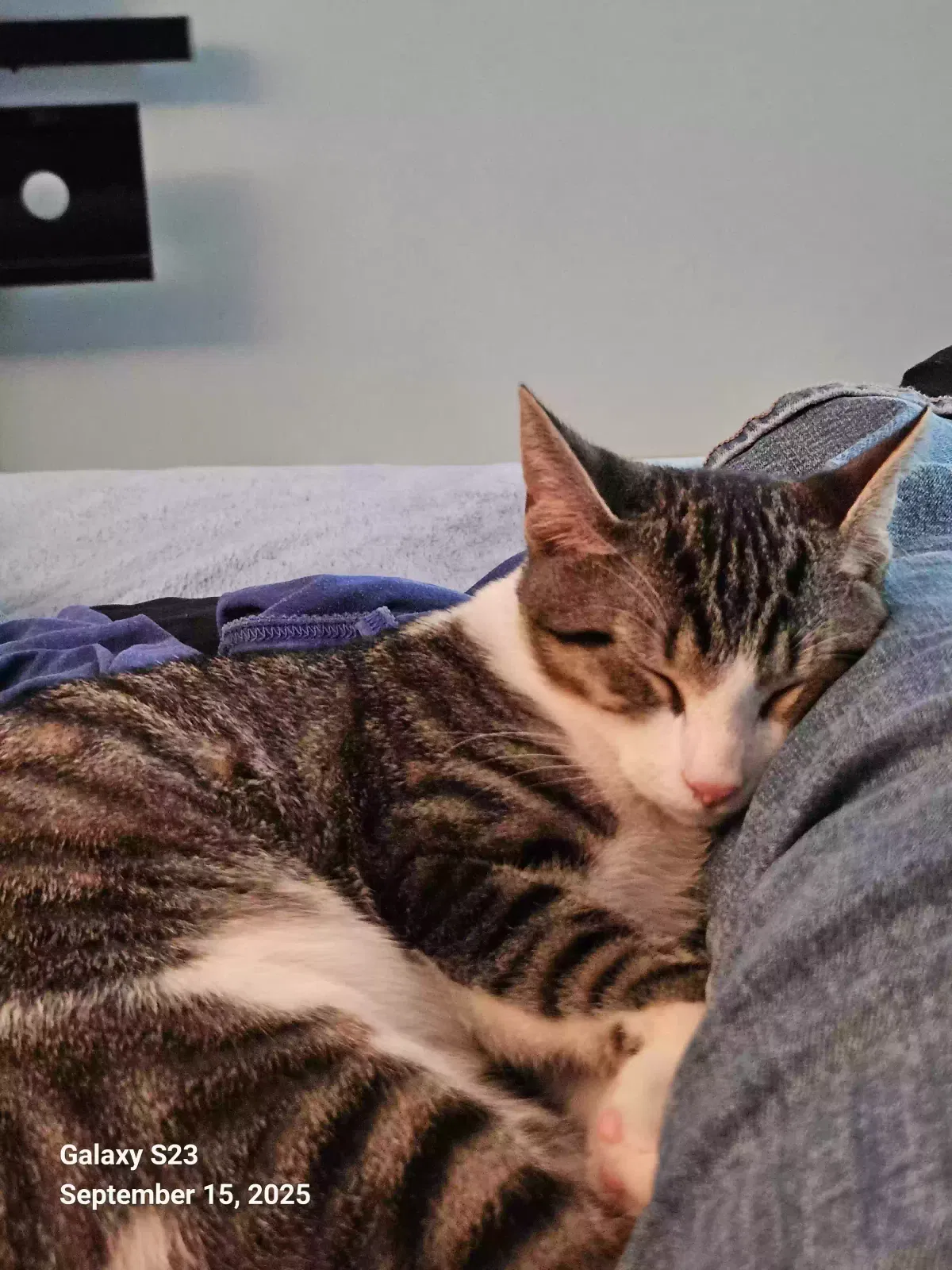 Lost cat in Chester, VA, 23831
