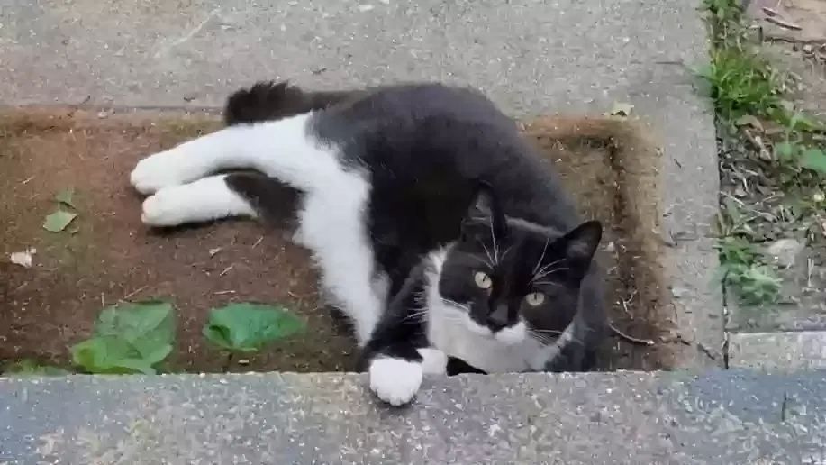Lost cat in Glastonbury, CT, 6033