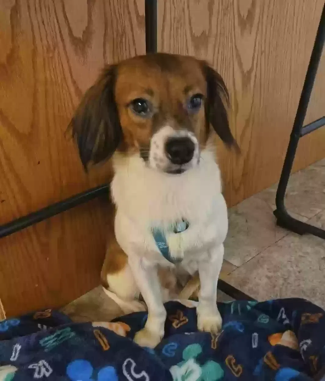 Lost dog in Portland, MI, 48875