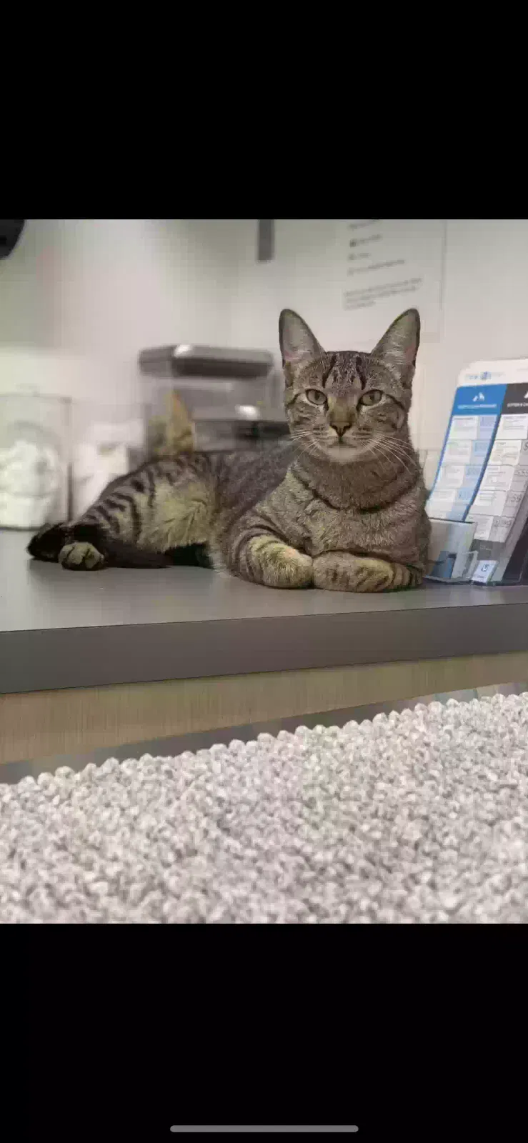 Lost cat in Houston, TX, 77065