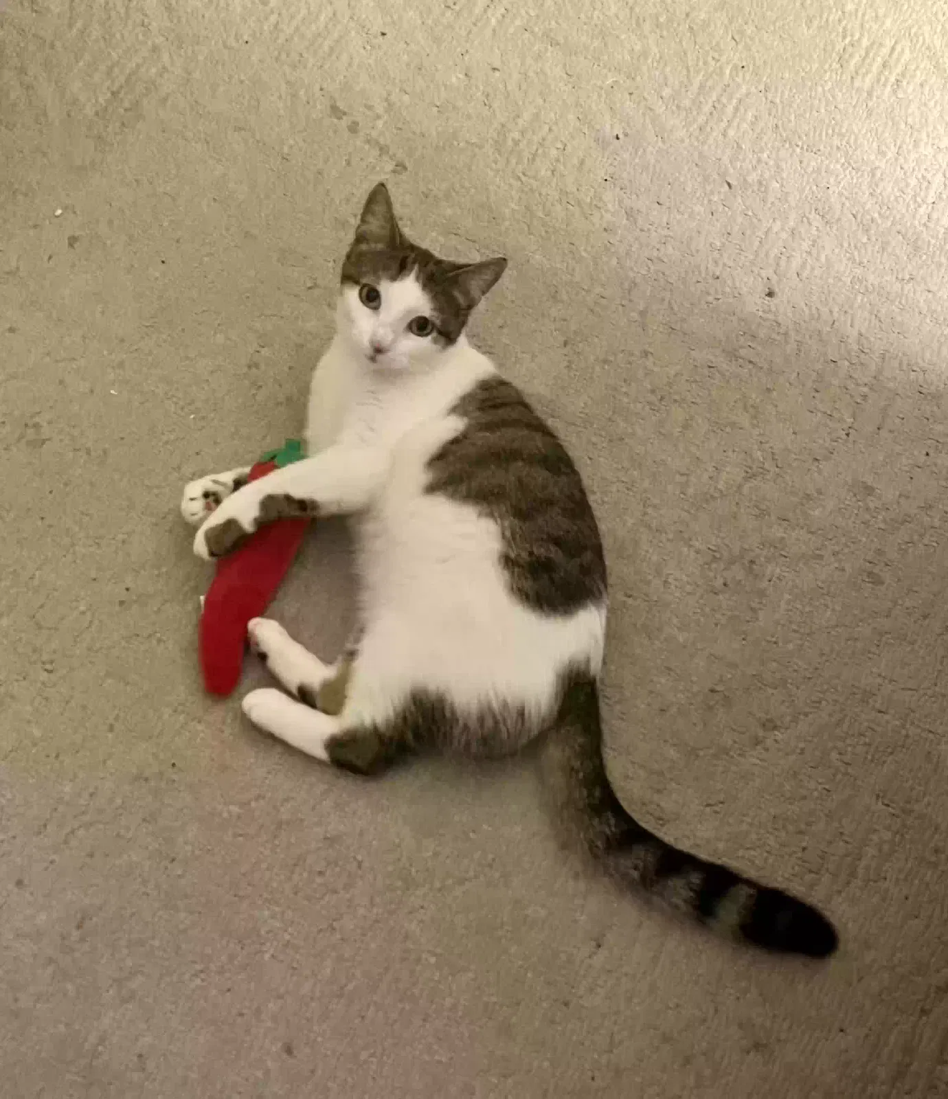 Lost cat in New Freedom, PA, 17349