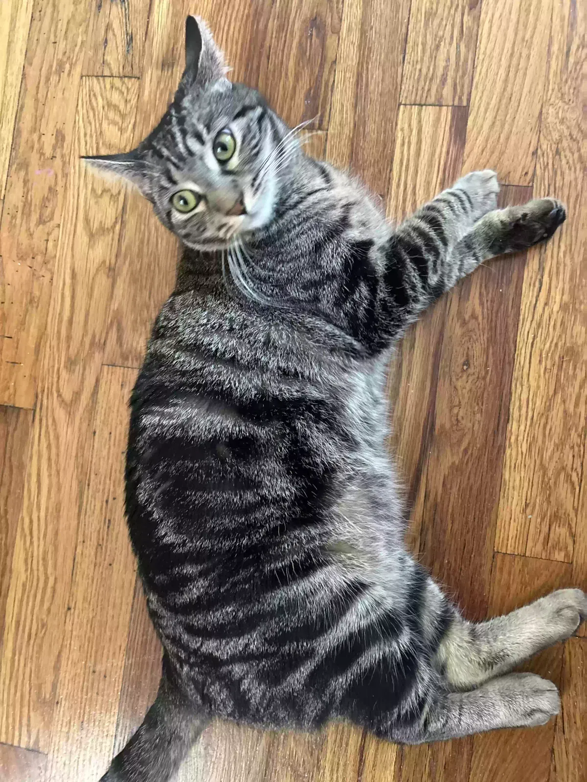 Lost cat in Los Angeles, CA, 90068