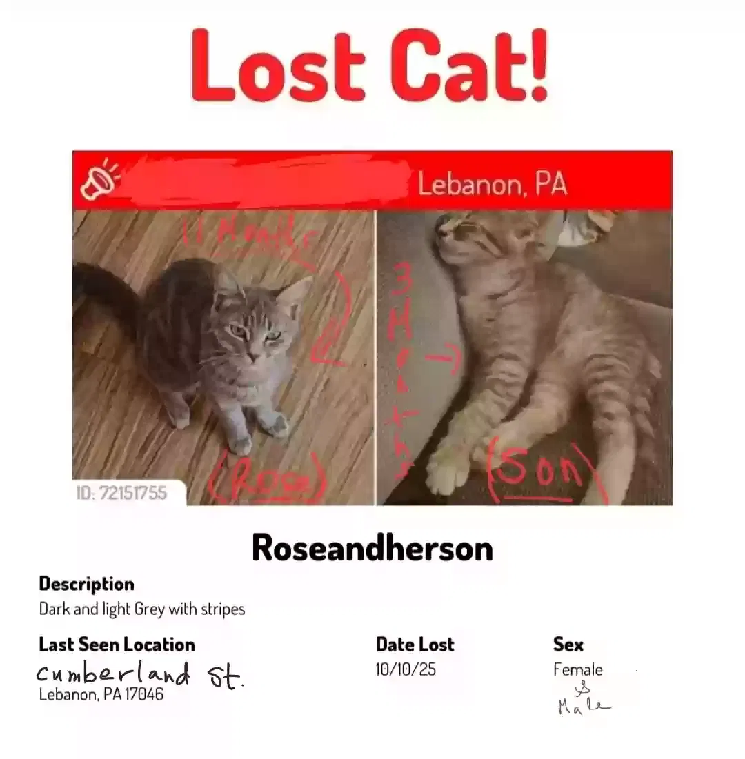 Lost cat in Lebanon, PA, 17042