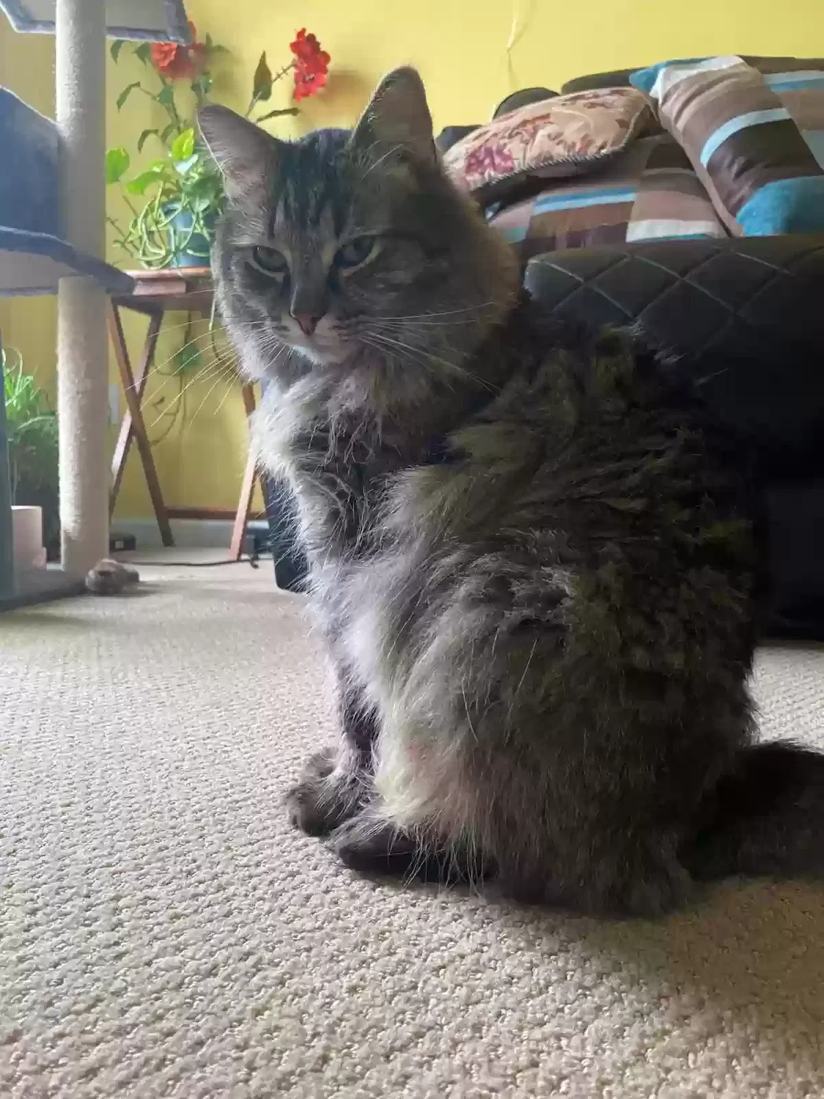 Lost cat in Birmingham, AL, 35216