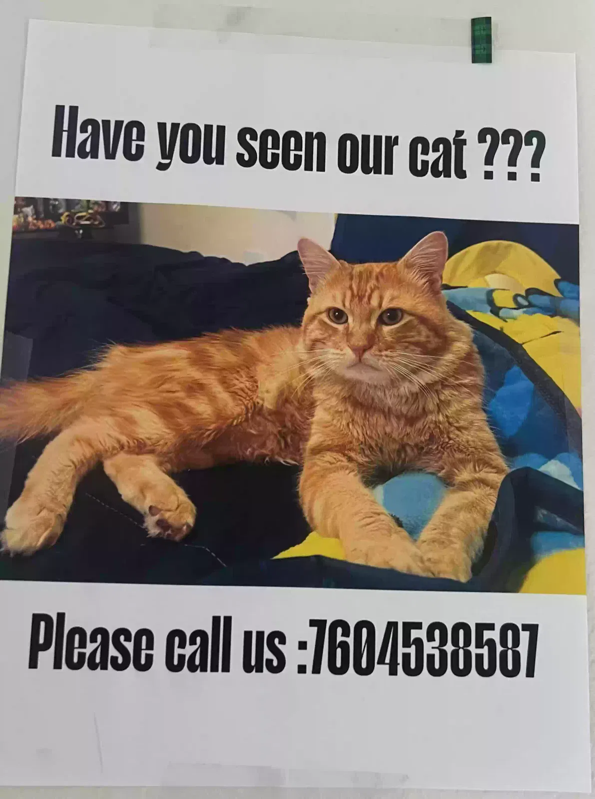 Lost cat in Carlsbad, CA, 92009