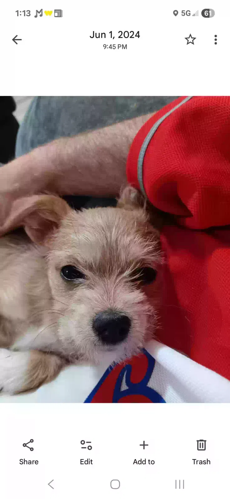 Lost dog in Spartanburg, SC, 29307