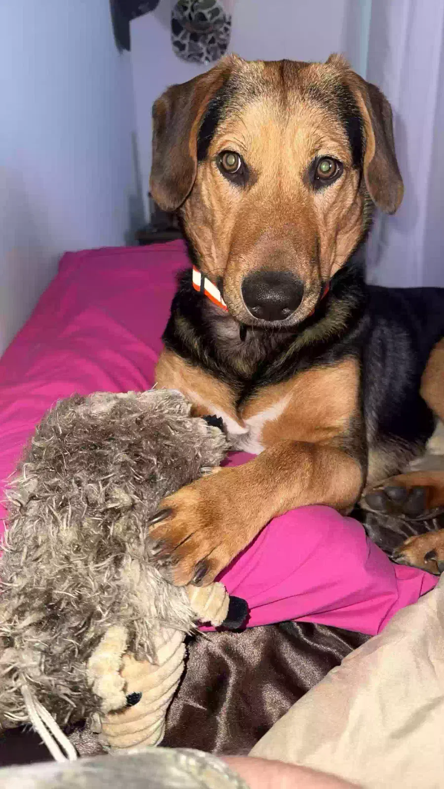Lost dog in Whitsett, NC, 27377