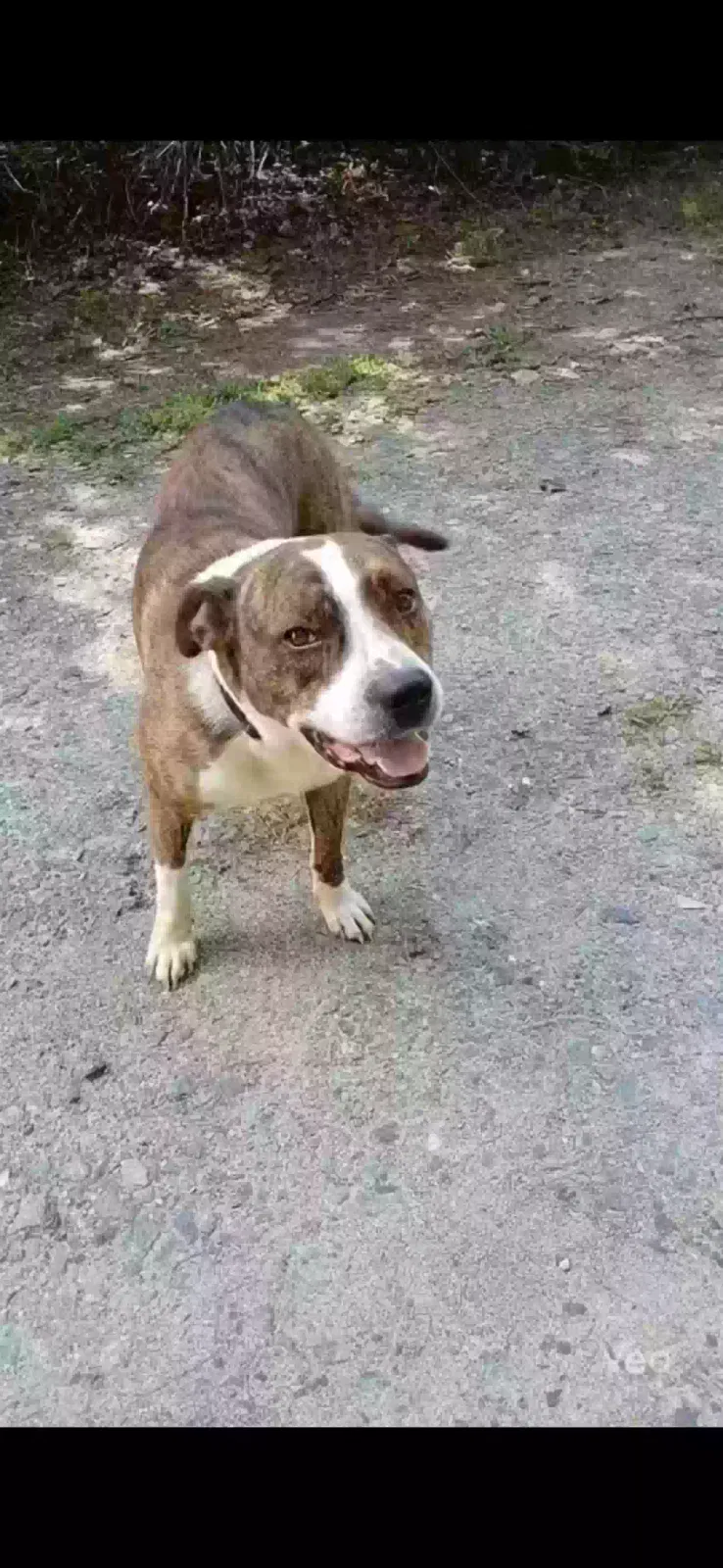 Lost dog in Newton, NC, 28658