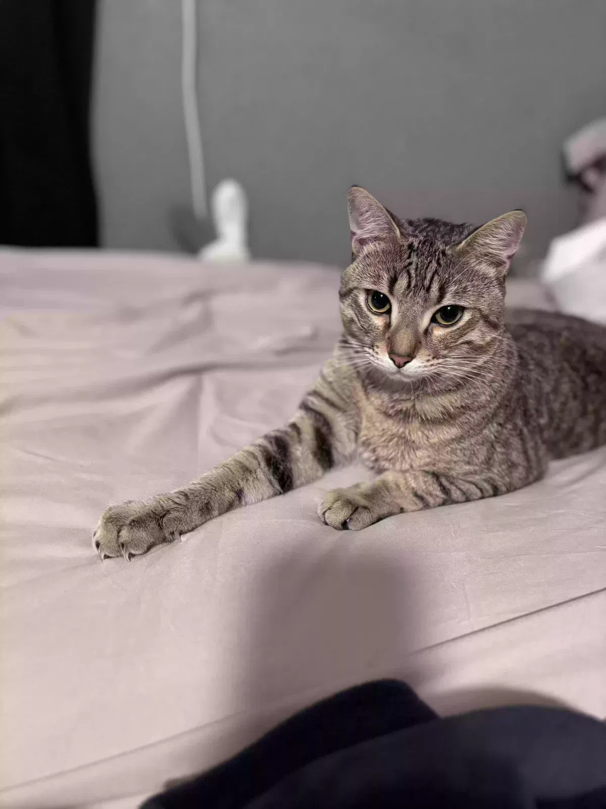 Lost cat in San Jose, CA, 95122