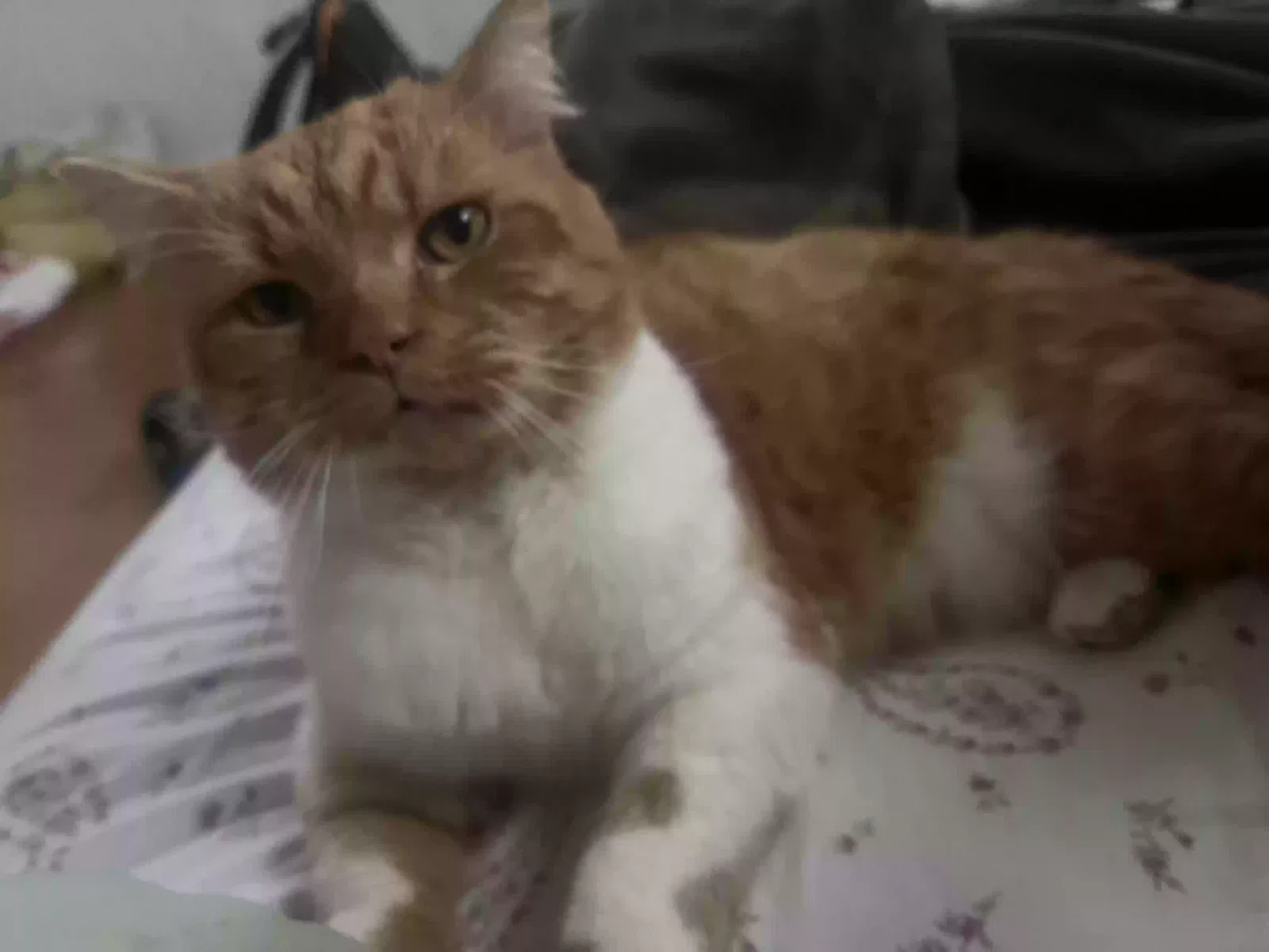 Lost cat in San Jose, CA, 95112