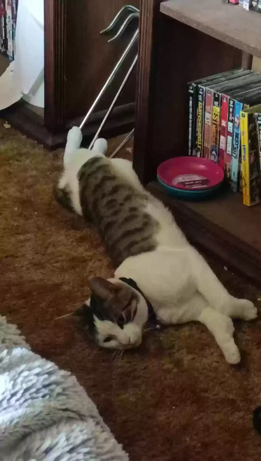 Lost cat in Clifton Heights, PA, 19018