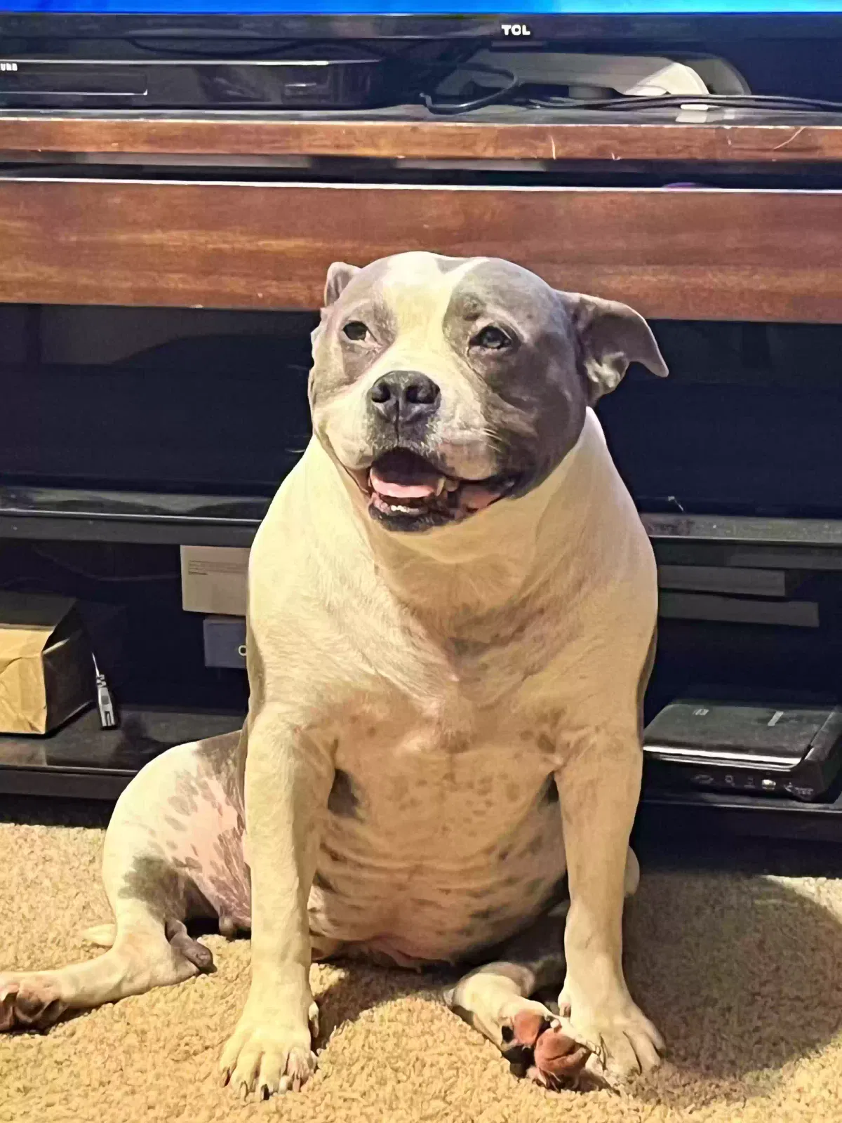 Lost dog in Grand Bay, AL, 36541