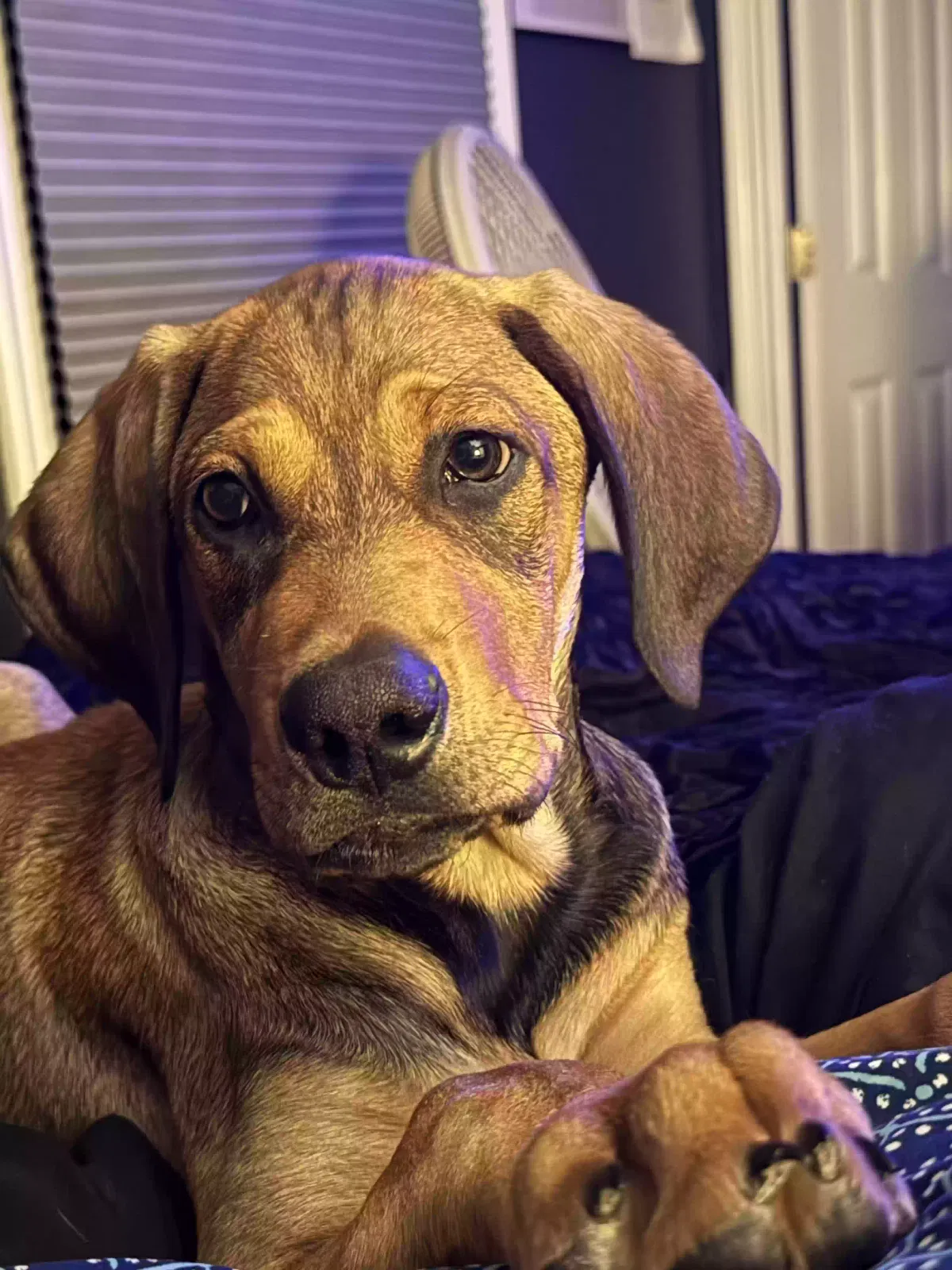 Lost dog in Fayetteville, NC, 28314