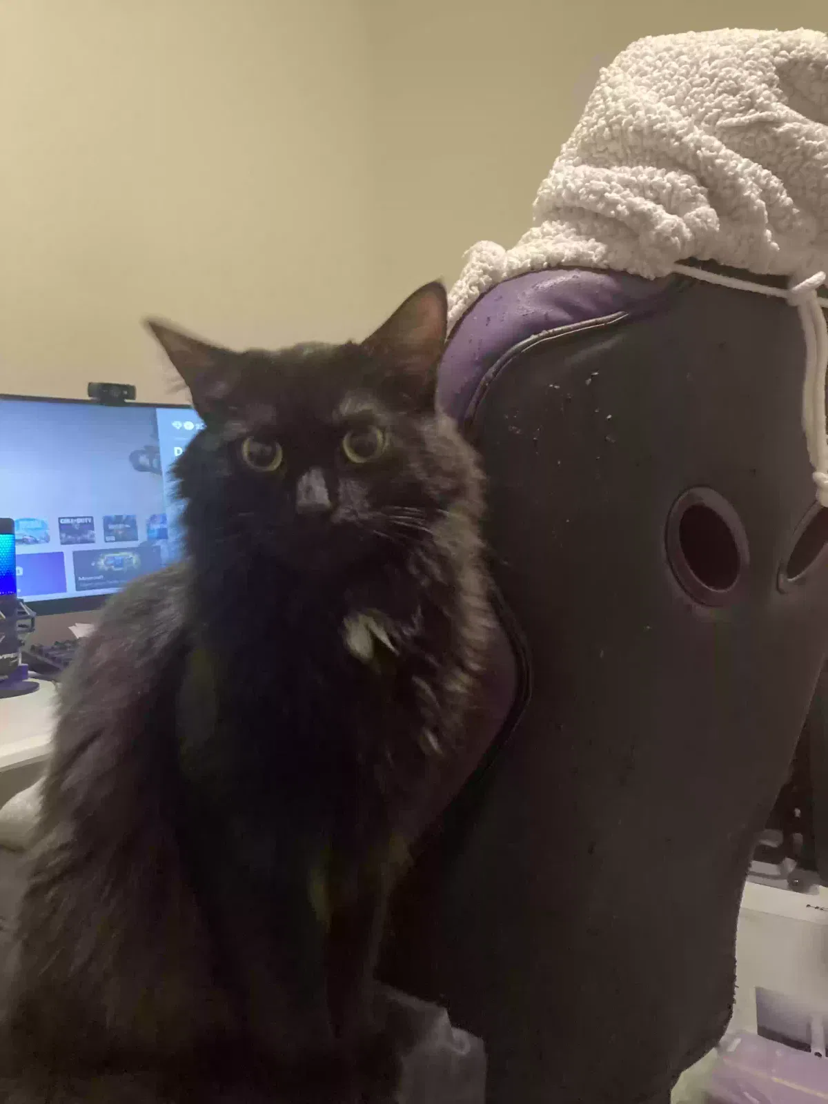 Lost cat in Charlotte, NC, 28208