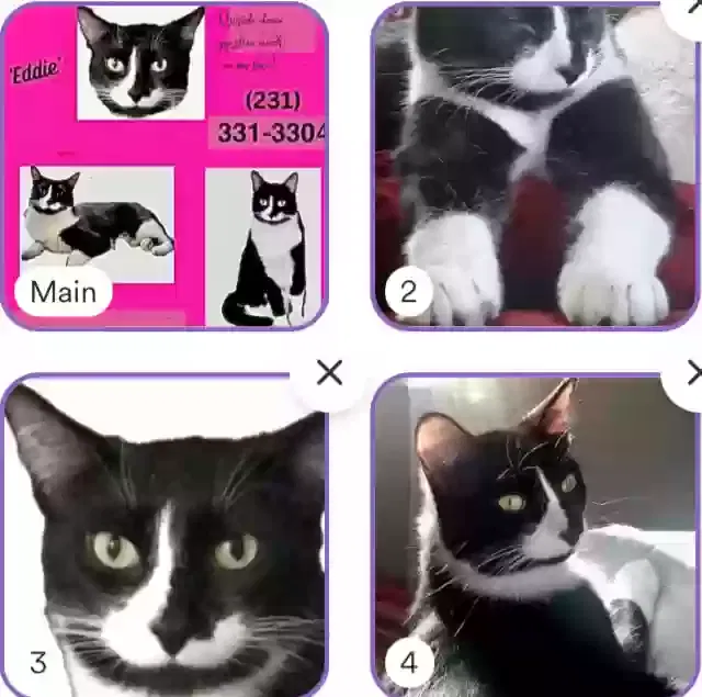 Lost cat in Muskegon, MI, 49441