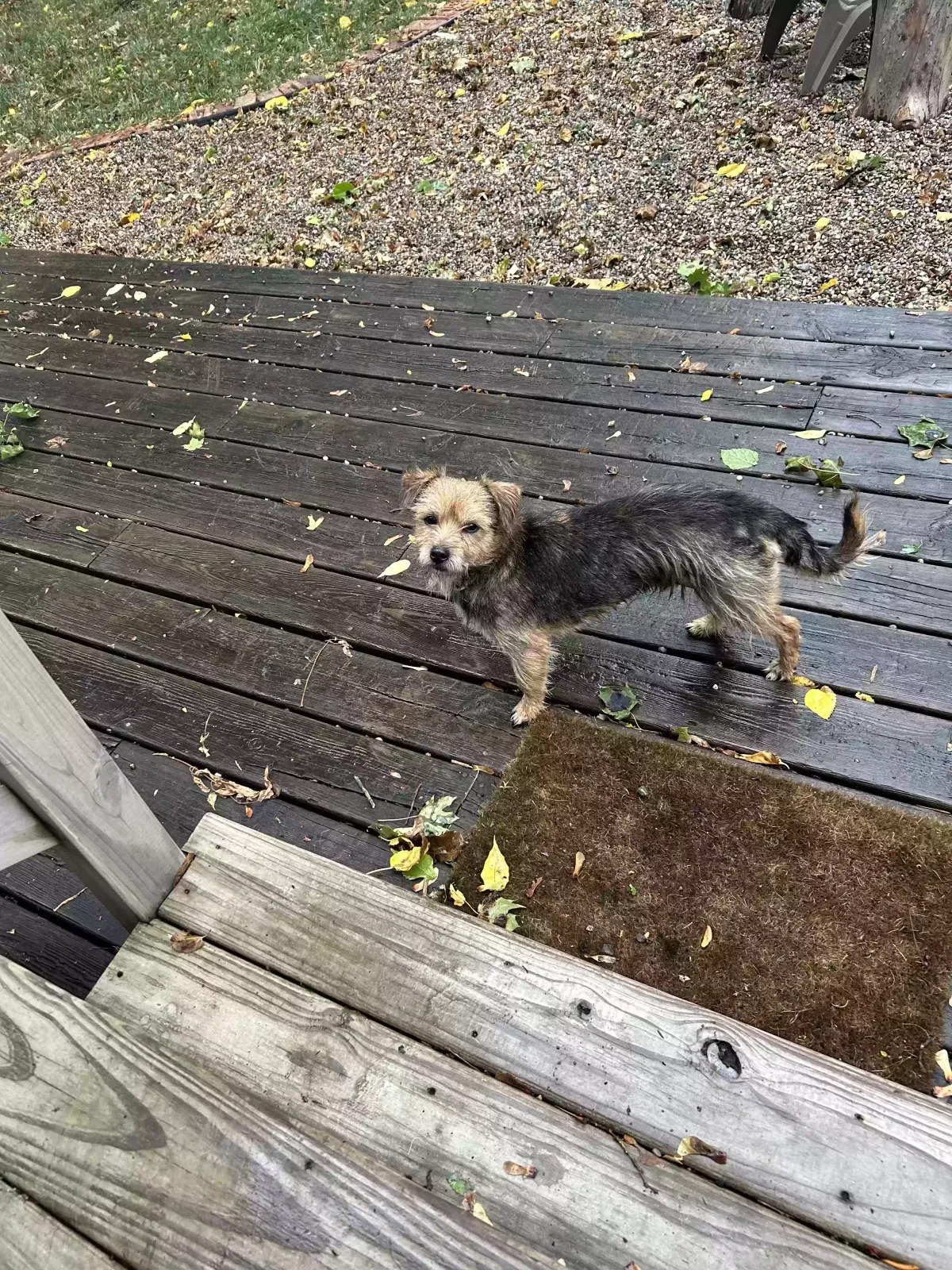 Found dog in Highland Park, MI, 48203