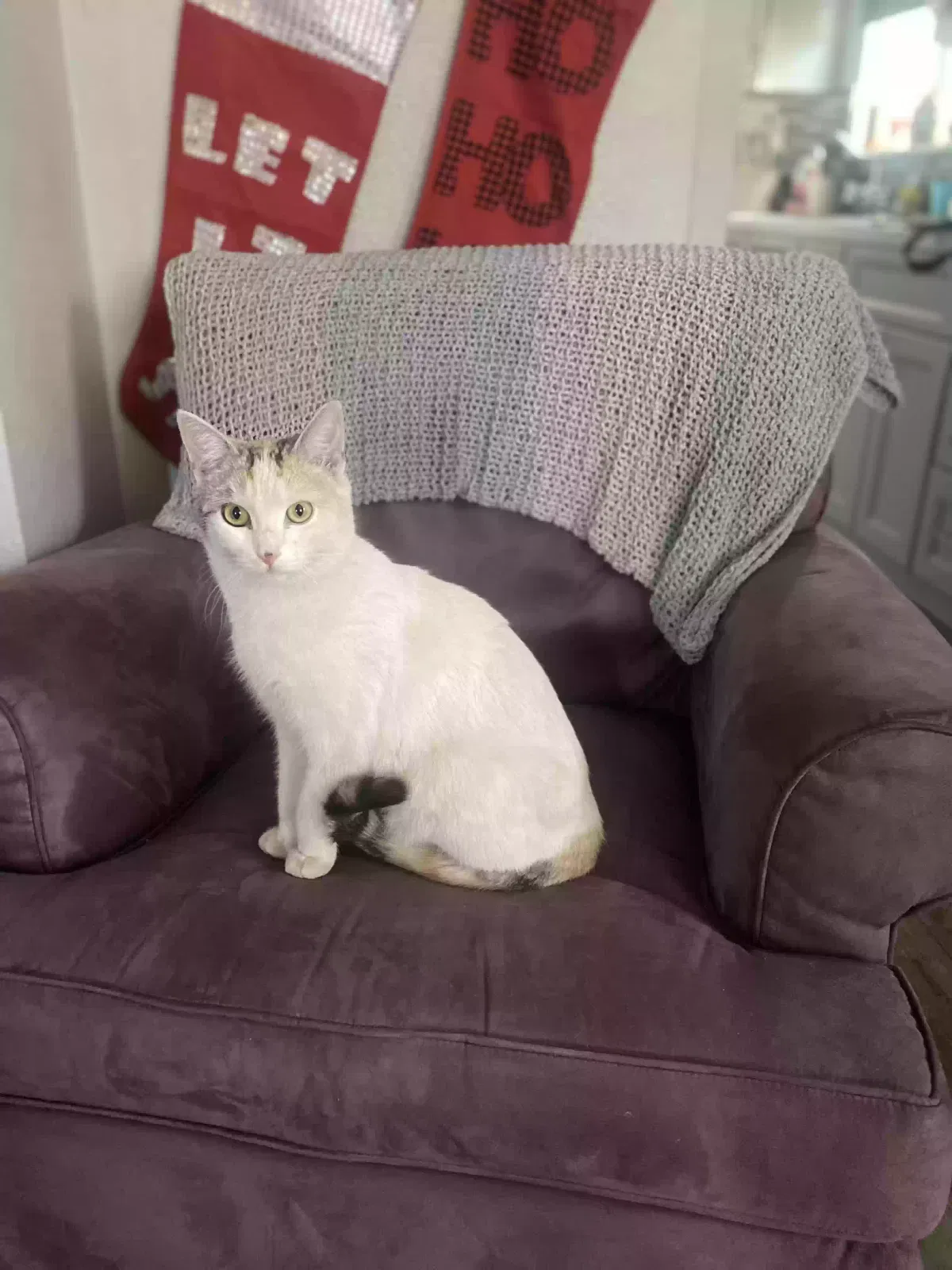 Lost cat in Beaumont, CA, 92223