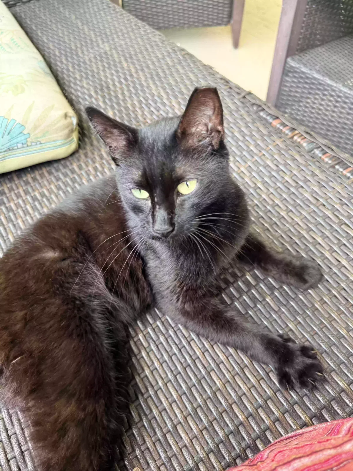 Lost cat in Pompano Beach, FL, 33071