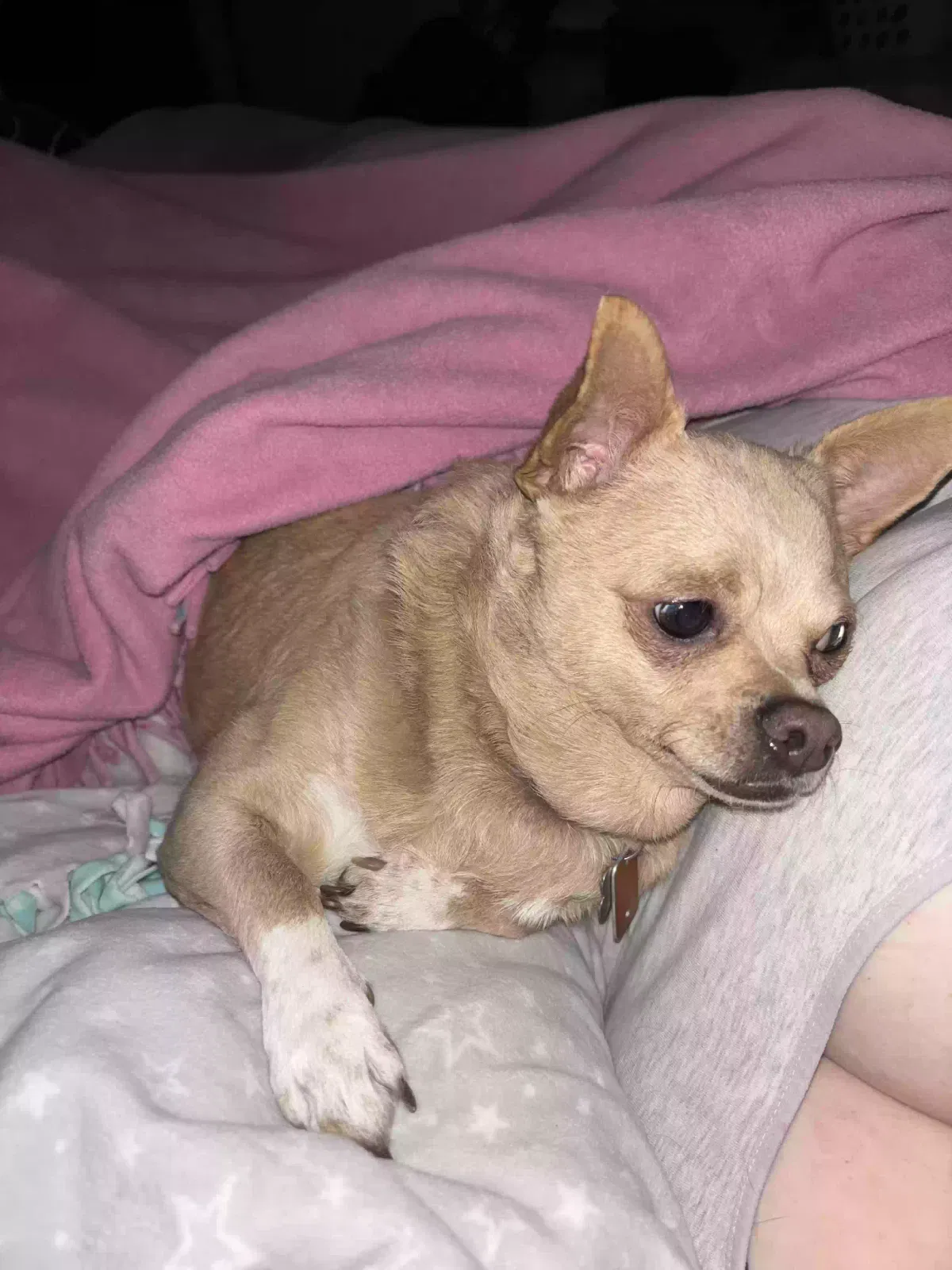 Lost dog in Carpentersville, IL, 60110