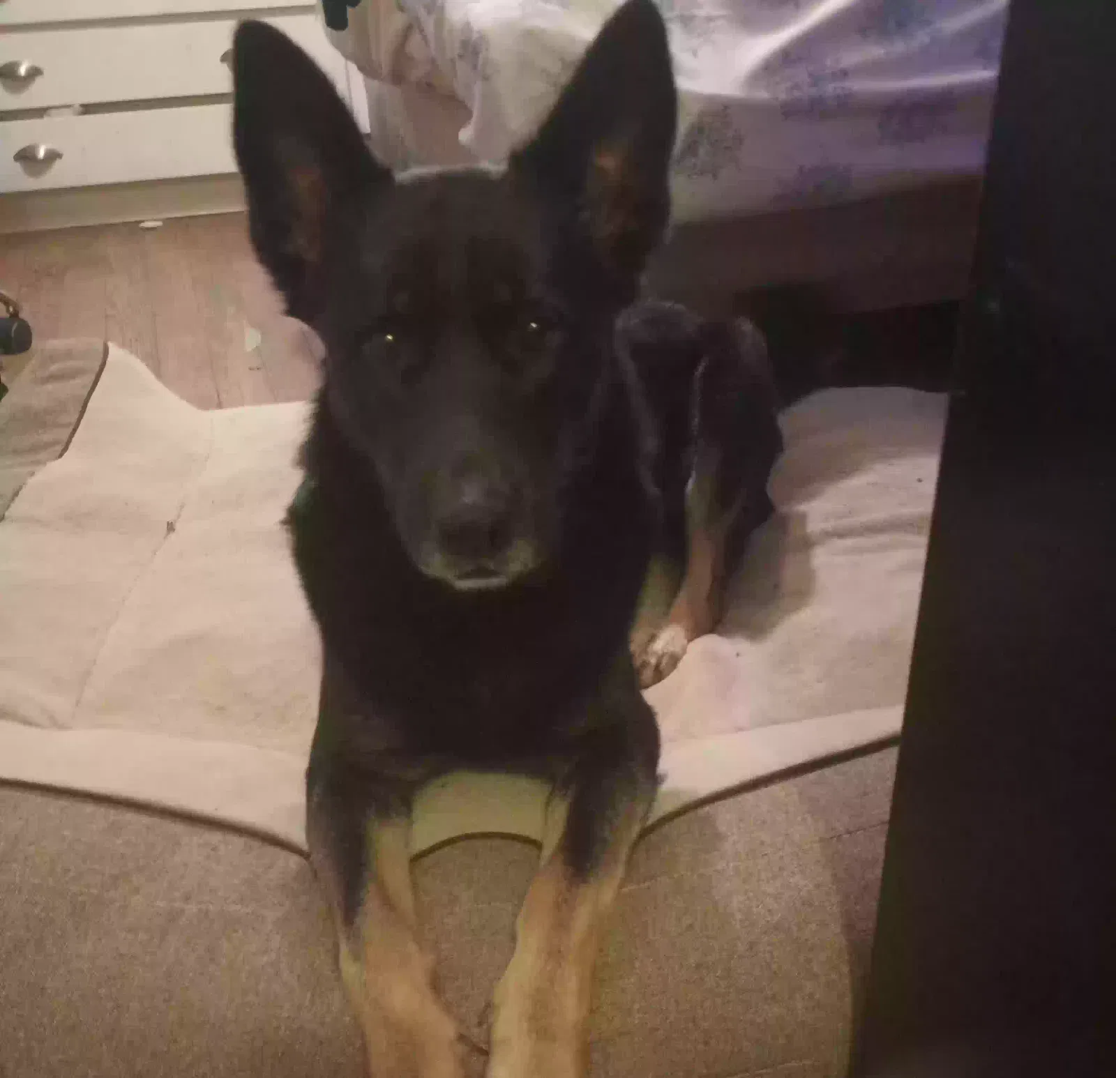 Lost dog in Auburn, CA, 95603