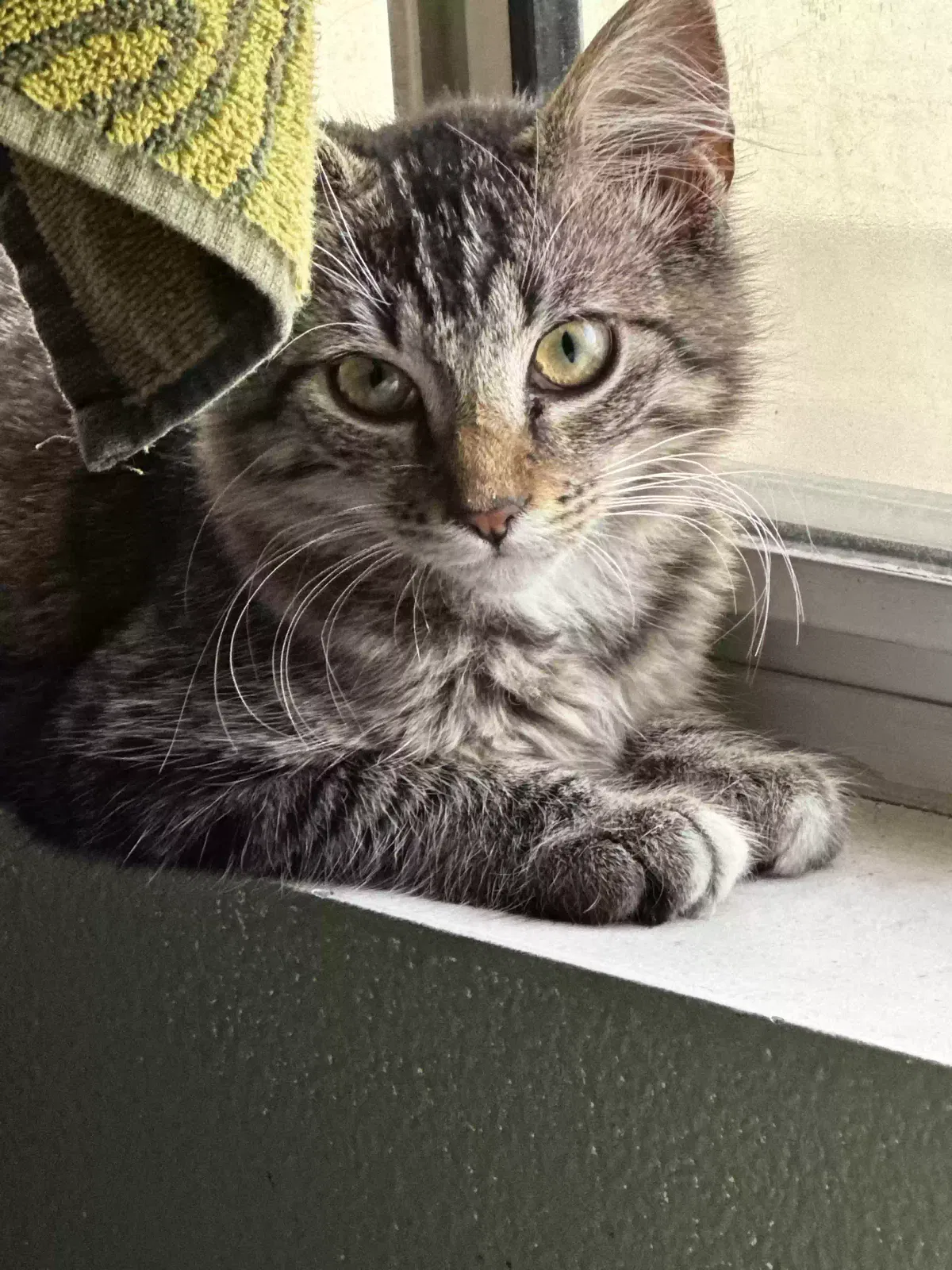 Lost cat in Yorba Linda, CA, 92887