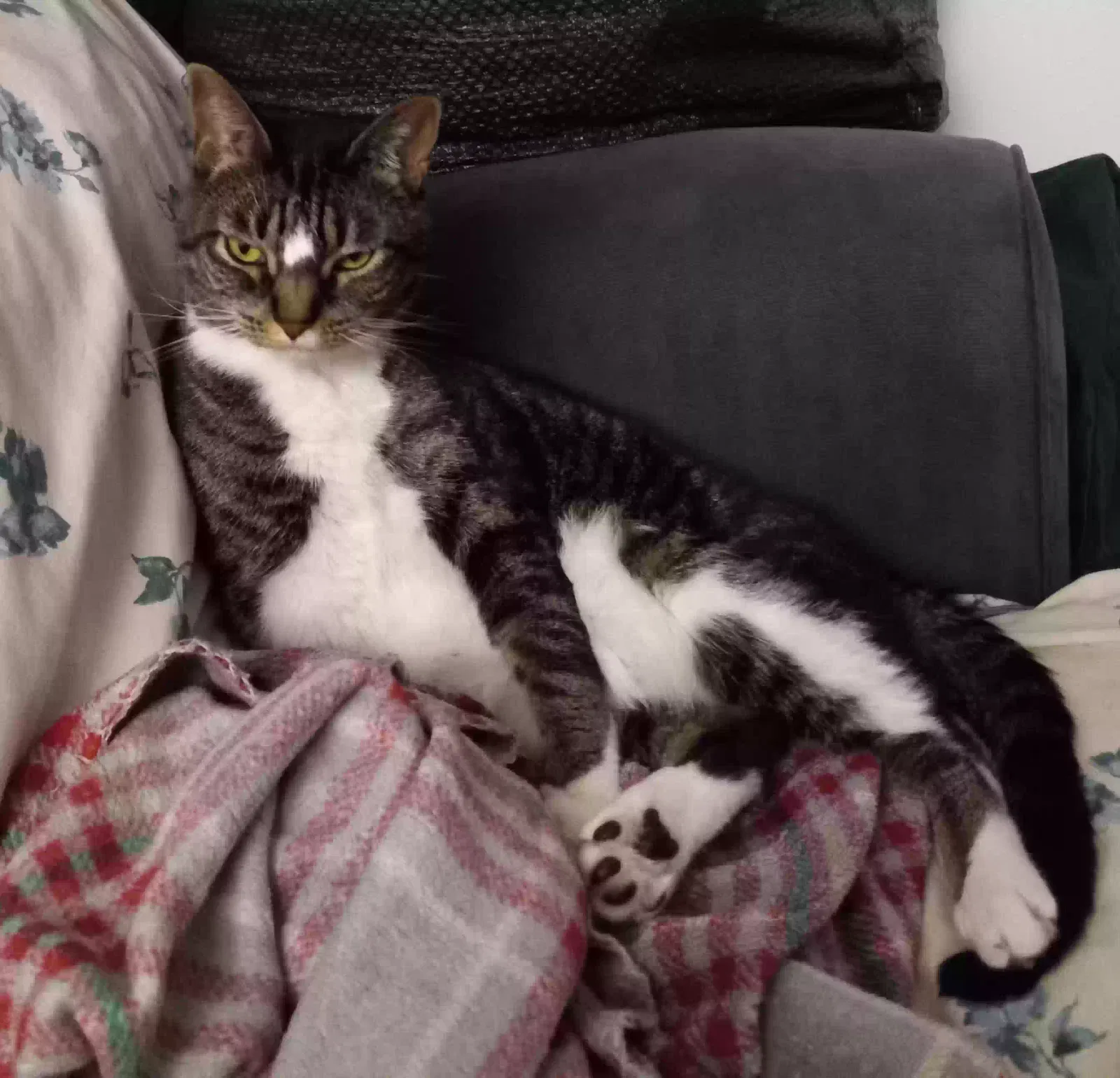 Lost cat in Tampa, FL, 33624