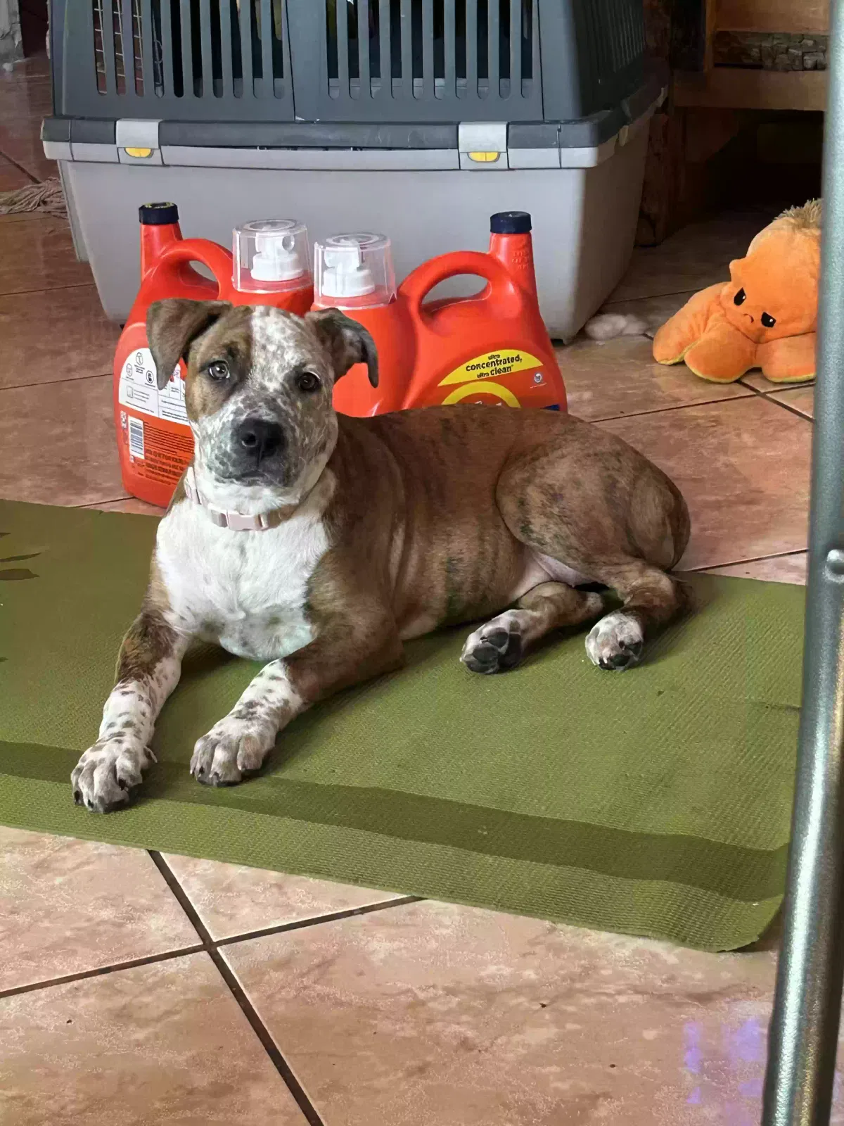 Lost dog in Albuquerque, NM, 87121