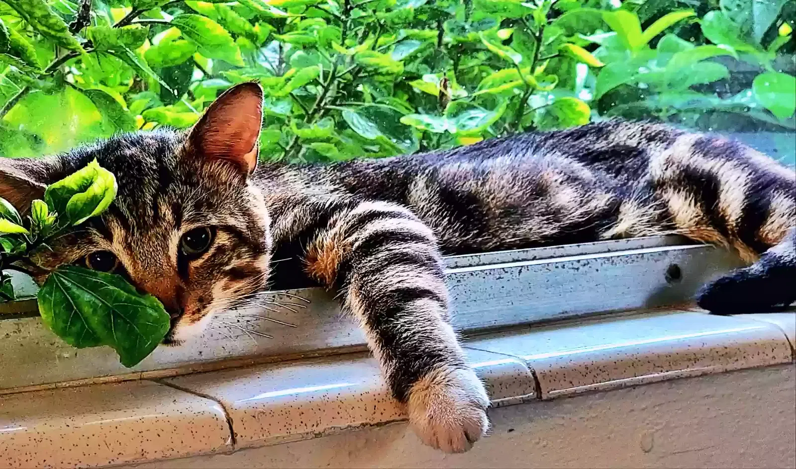 Lost cat in Cape Coral, FL, 33914