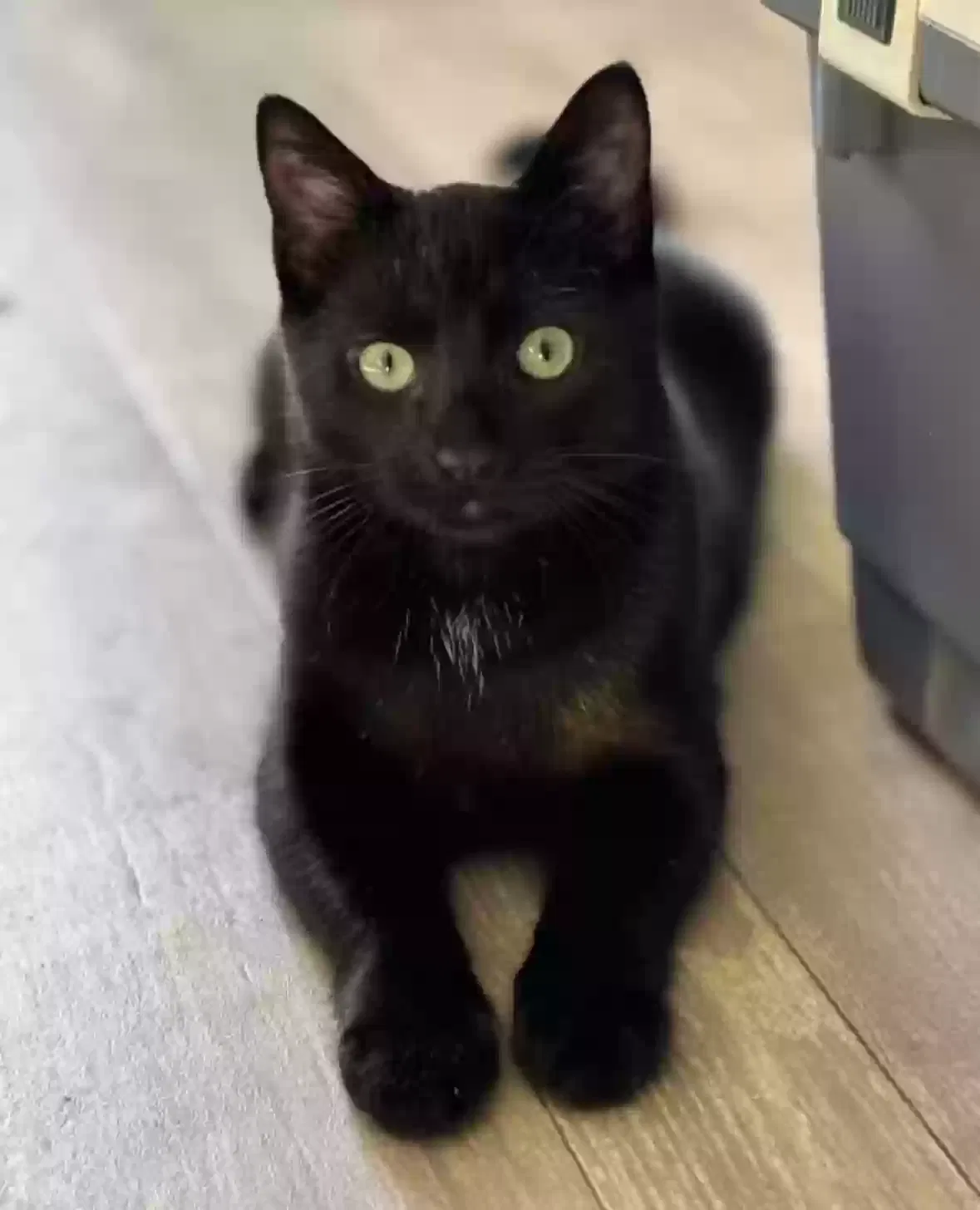 Lost cat in South Lyon, MI, 48178