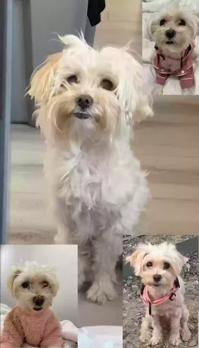 Lost dog in Cabazon, CA, 92230