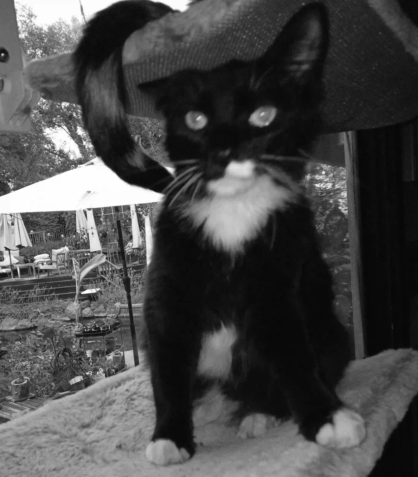 Lost cat in Fair Oaks, CA, 95628