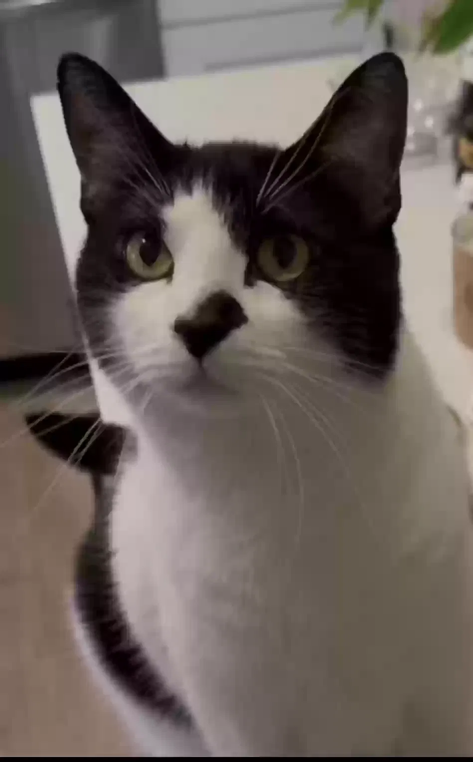 Lost cat in San Diego, CA, 92129