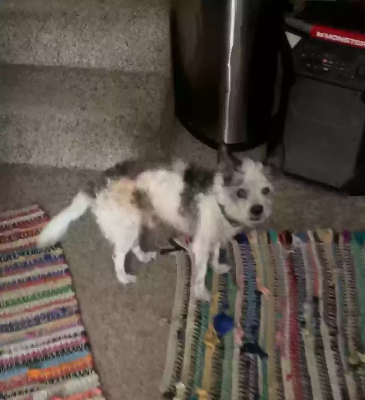 Lost dog in Hacienda Heights, CA, 91745