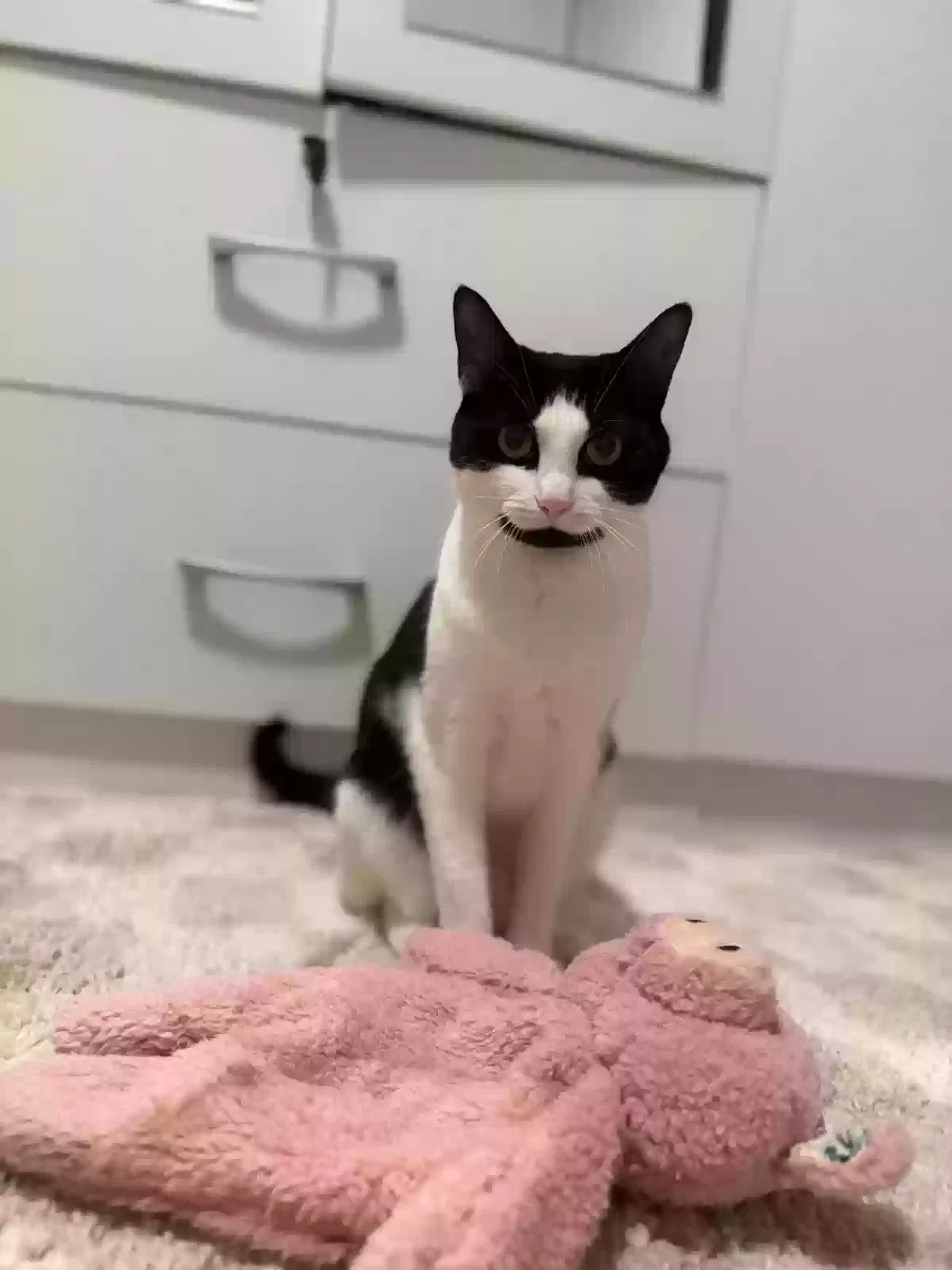 Lost cat in Morristown, NJ, 7960