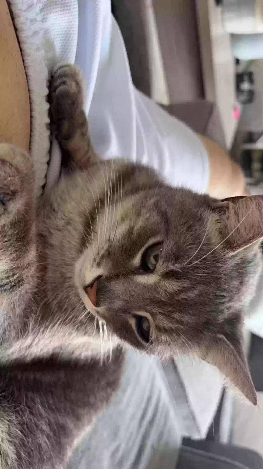 Lost cat in Merritt Island, FL, 32953