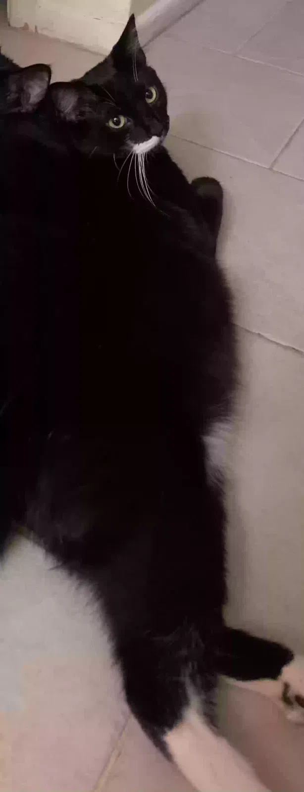 Lost cat in Kansas City, MO, 64134