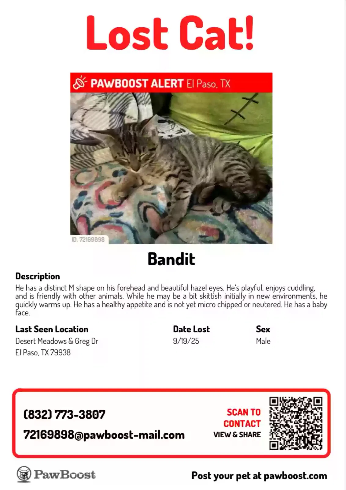 Lost cat in El Paso, TX, 79938