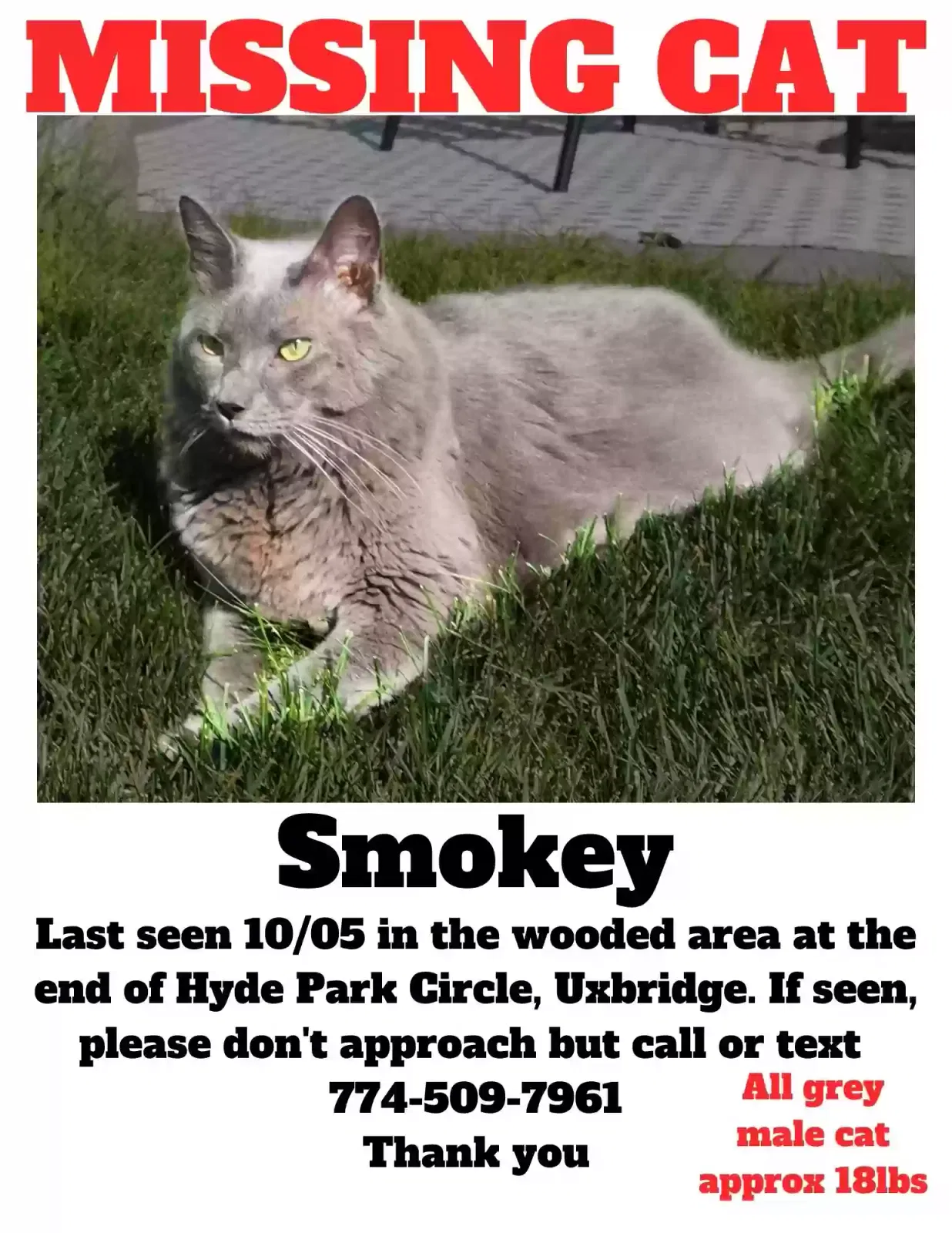Lost cat in Uxbridge, MA, 1569