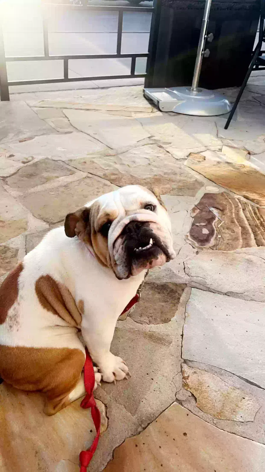 Lost dog in Tulsa, OK, 74120