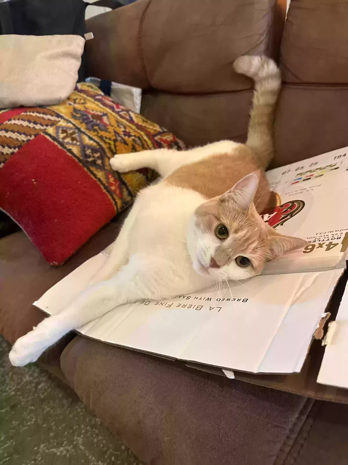 Lost cat in Laguna Beach, CA, 92651