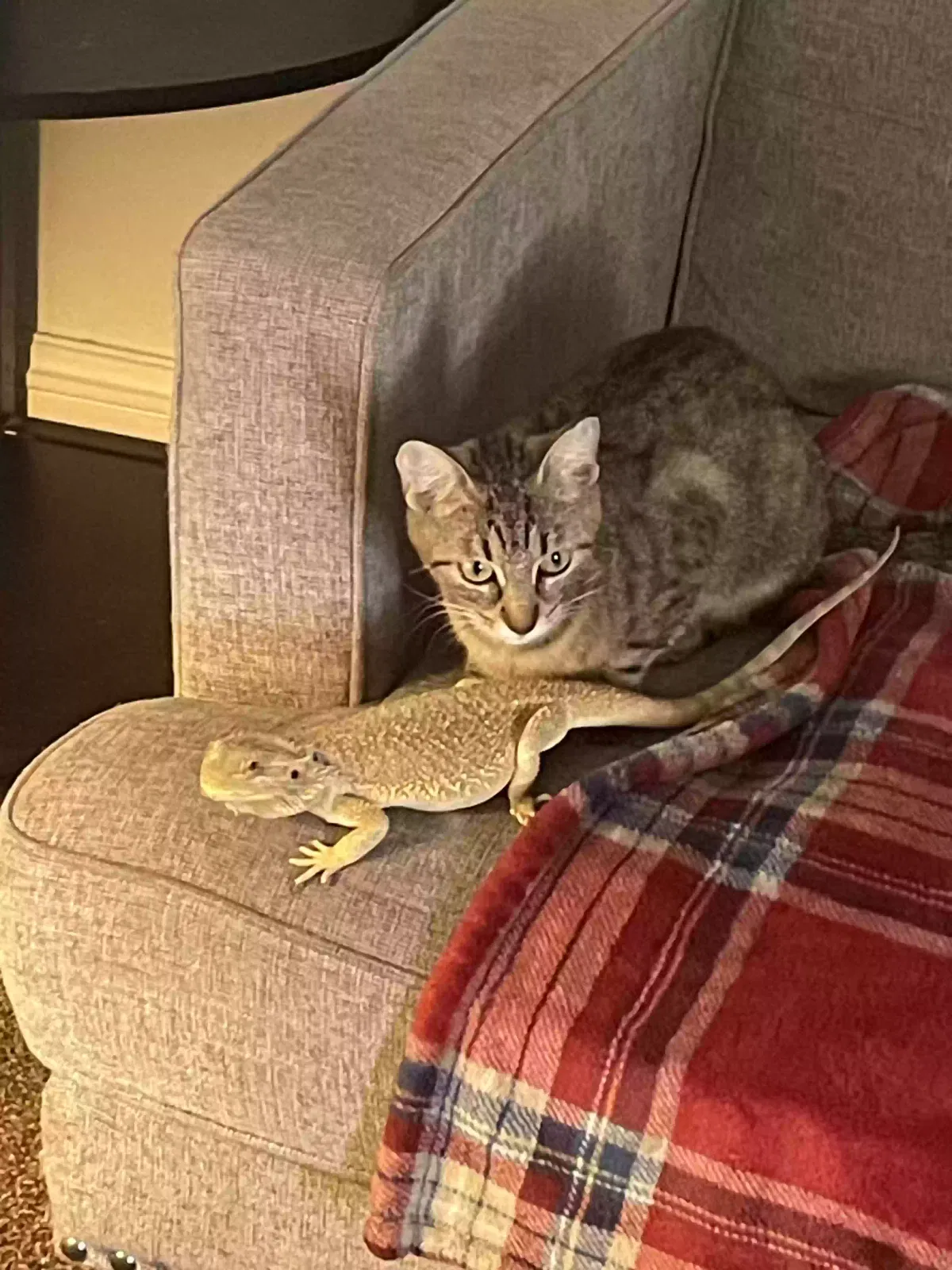 Lost cat in Lakewood, OH, 44107