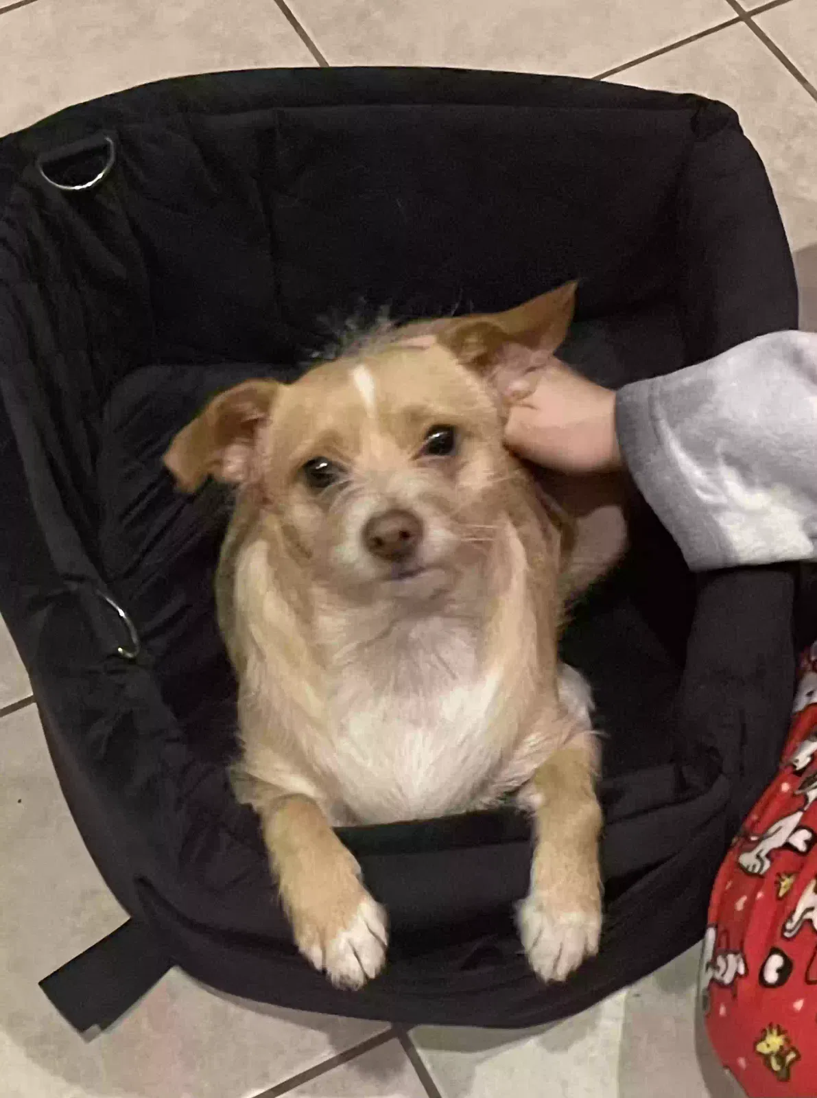 Lost dog in Phoenix, AZ, 85043