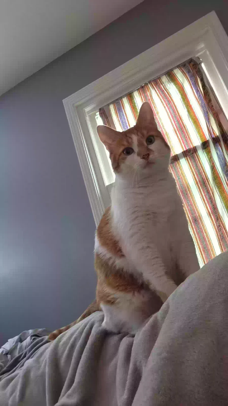 Lost cat in Charlotte, NC, 28273