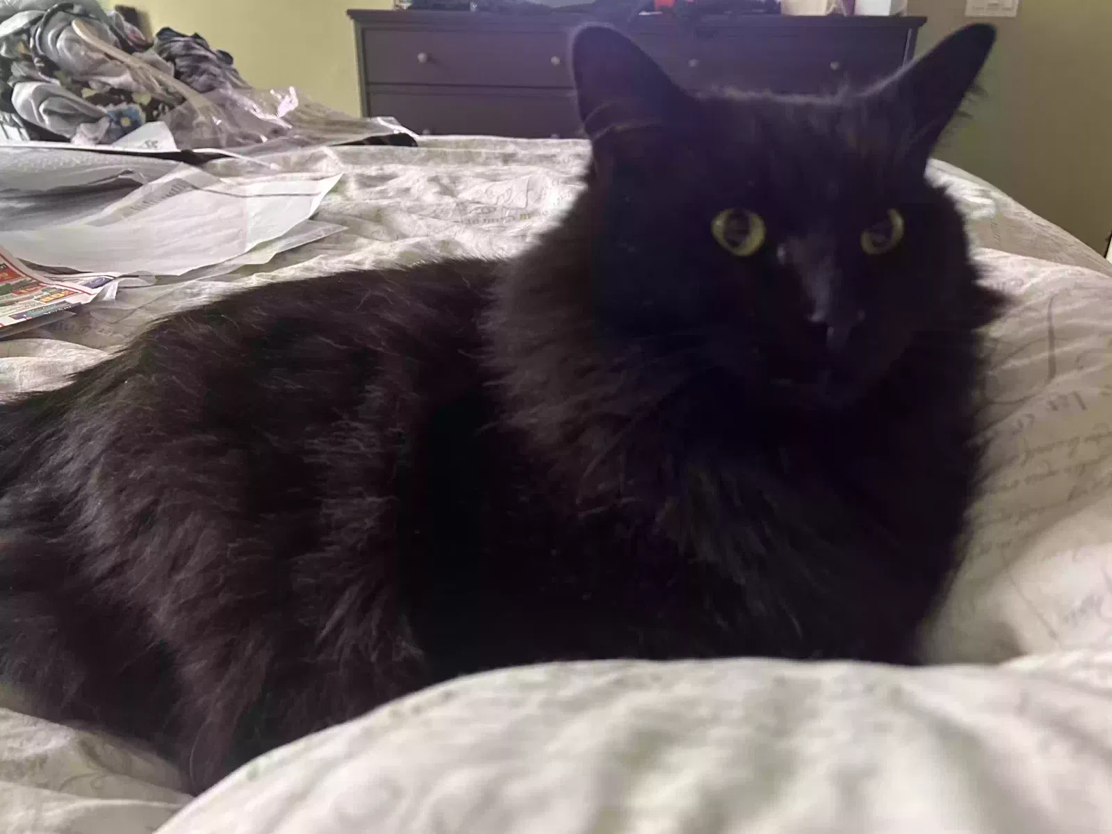 Lost cat in Lincoln, CA, 95648