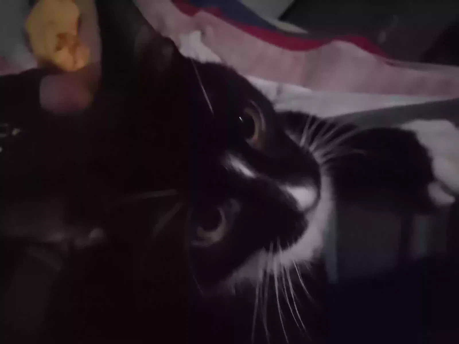 Lost cat in Los Angeles, CA, 90032