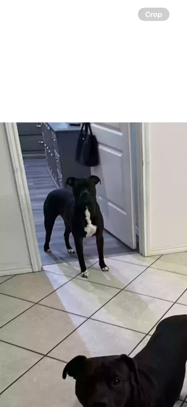 Lost dog in Lubbock, TX, 79423