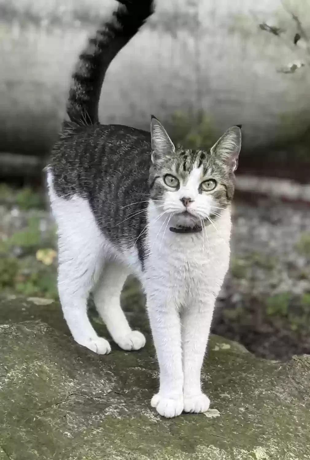 Lost cat in Robesonia, PA, 19551