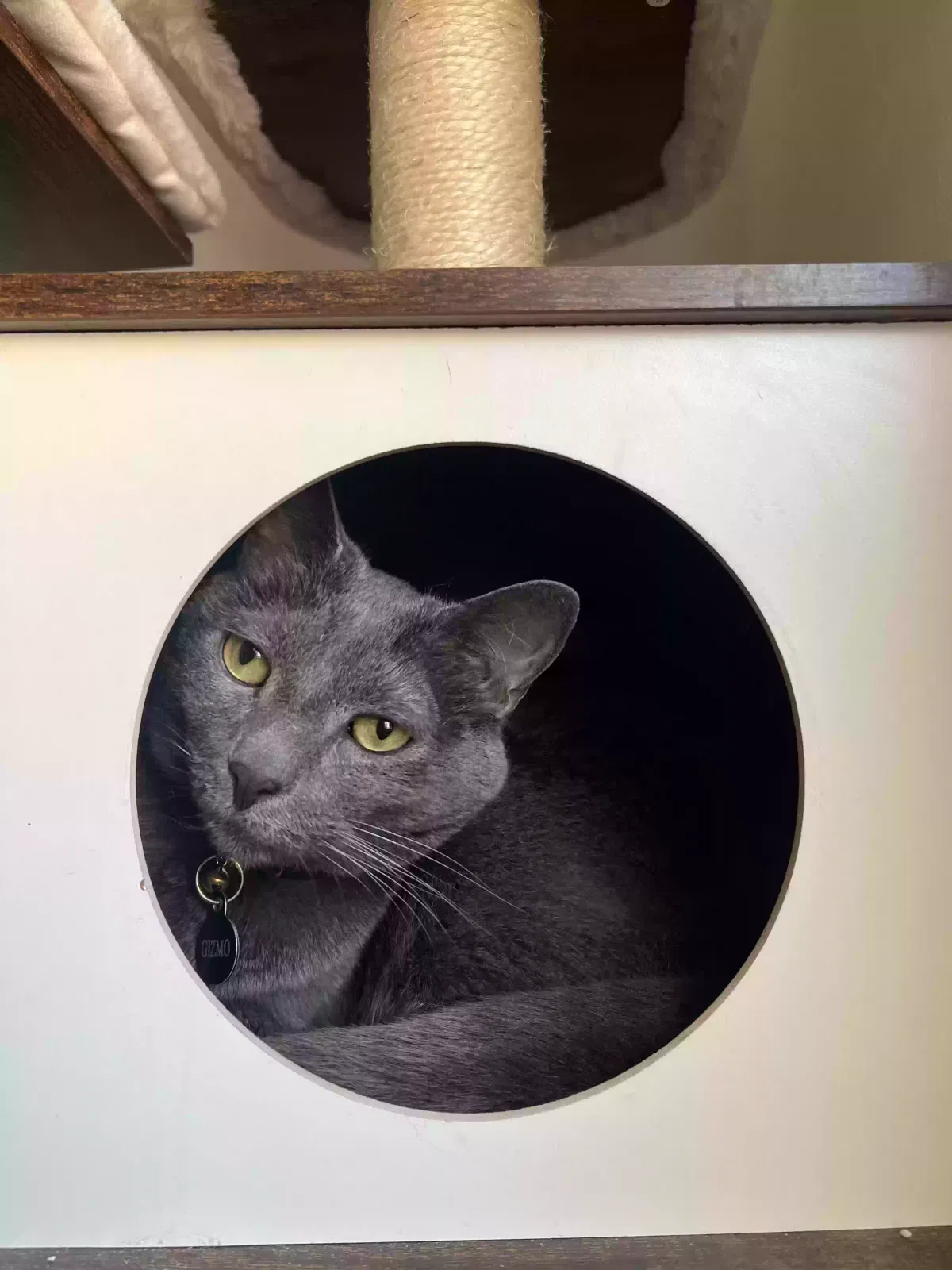 Lost cat in Peoria, AZ, 85383