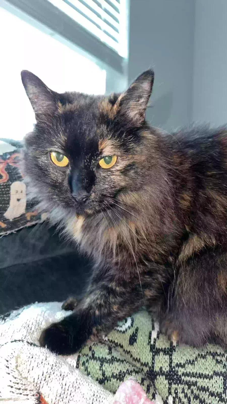Lost cat in Haw River, NC, 27258