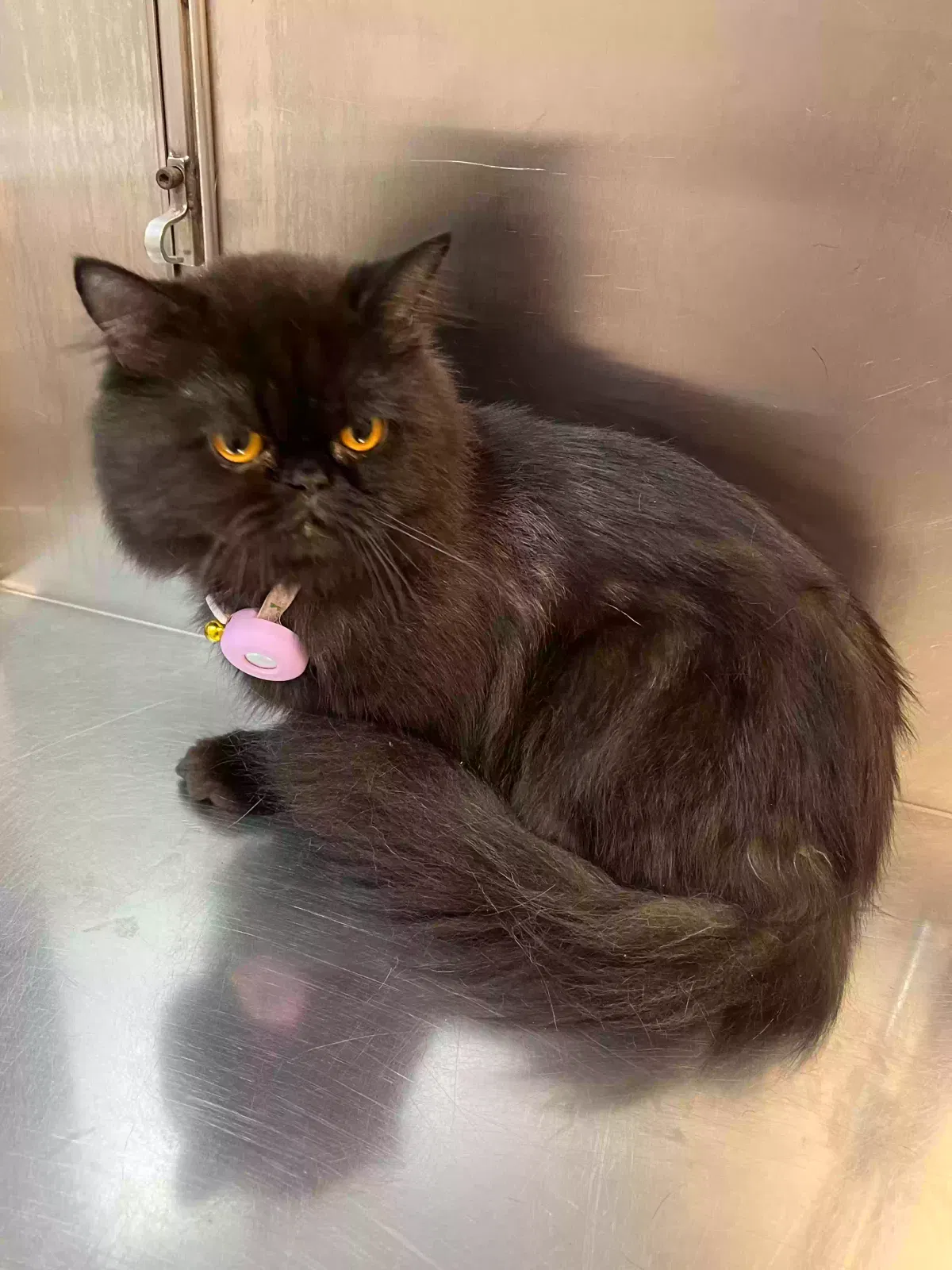 Lost cat in San Antonio, TX, 78210